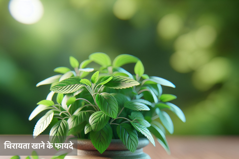 चिरायता खाने के फायदे