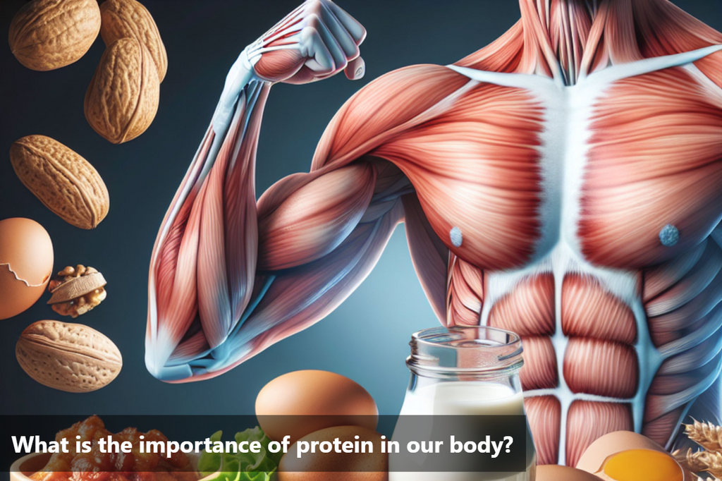 Importance of Protein in the Body