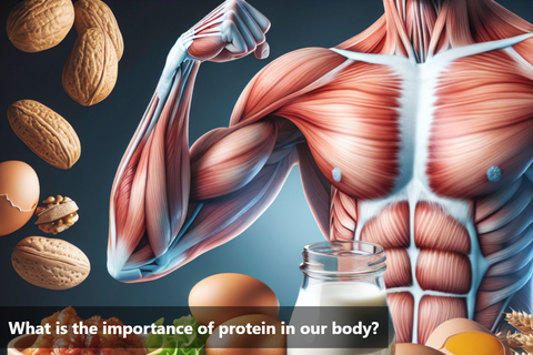 What is the importance of protein in our body?