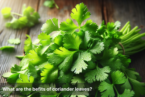 What are the befits of coriander leaves?