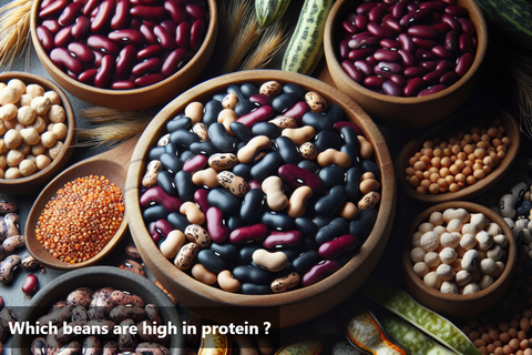 Which beans are high in protein?