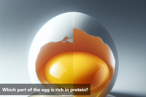 Which part of the egg is rich in protein?